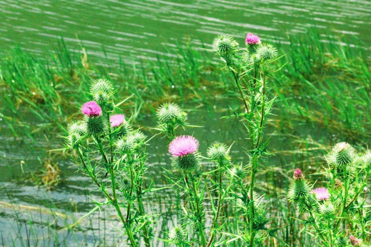 Wetlands Game Lodge Wakkerstroom Exteriör bild